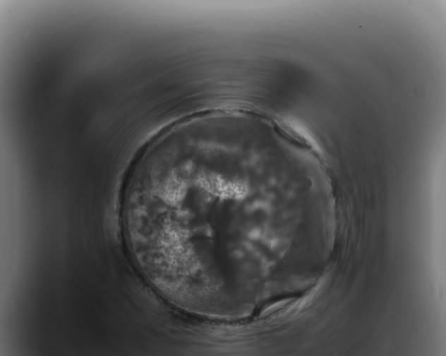 X0000088401071200705291424