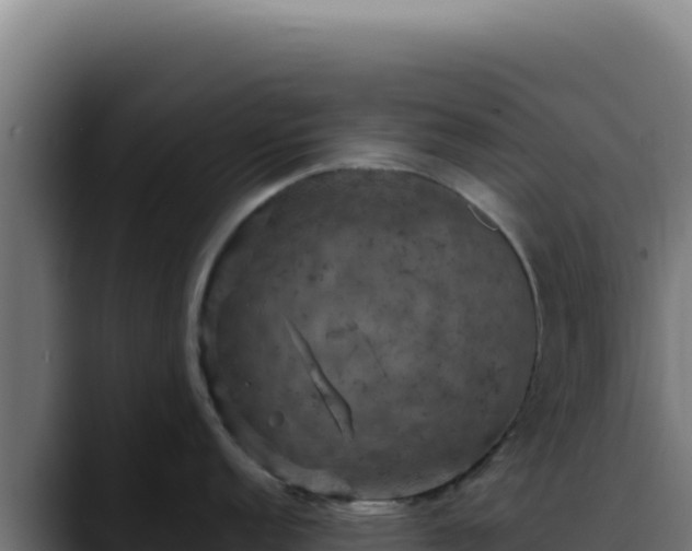 X0000088401152200705291424