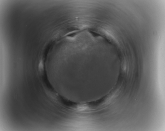 X0000088400214200706051141