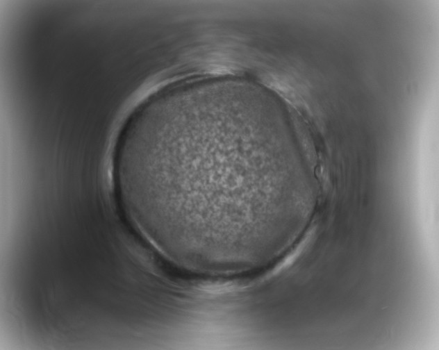 X0000088400246200706051141