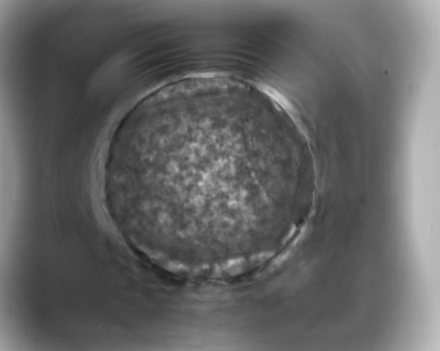 X0000088400337200706051139