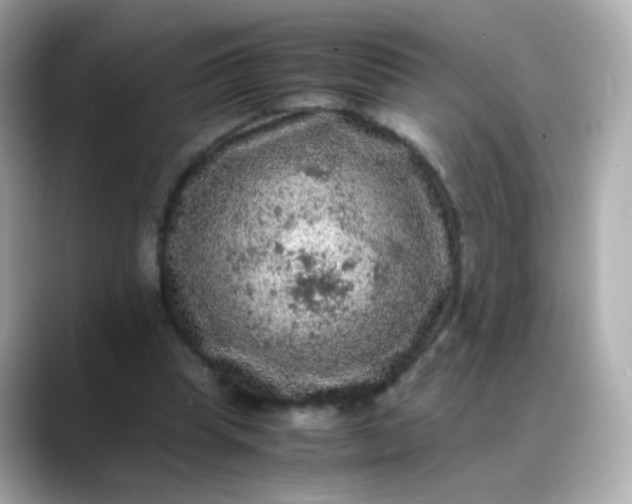 X0000088400345200706051140