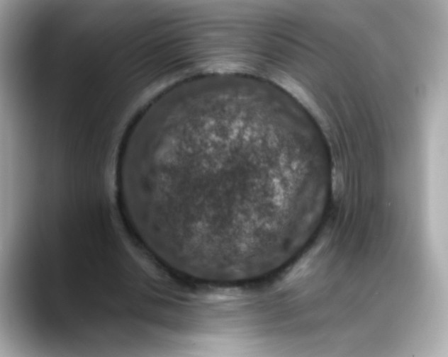 X0000088400438200706051138