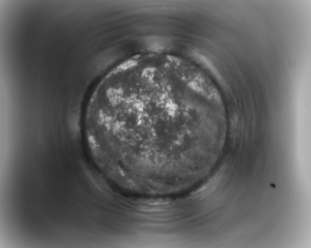 X0000088400443200706051138