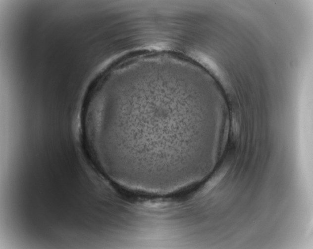 X0000088400532200706051137