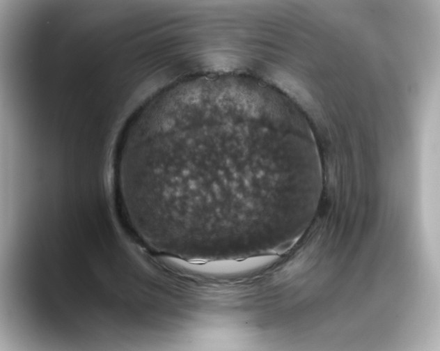 X0000088400630200706051136