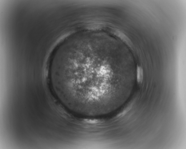 X0000088400723200706051135