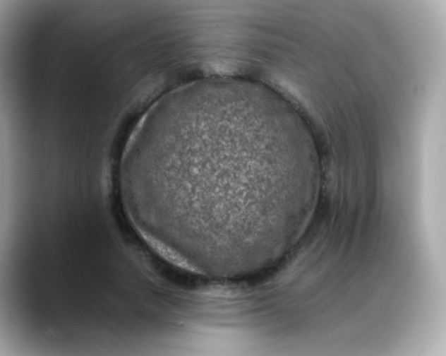 X0000088400738200706051135