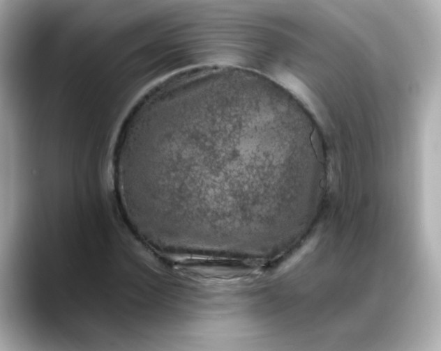 X0000088400924200706051133