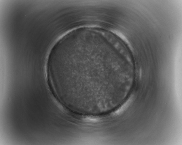 X0000088400935200706051133