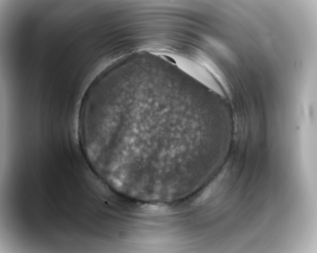 X0000088400994200706051132