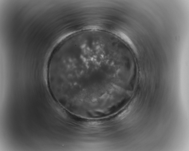 X0000088401035200706051132