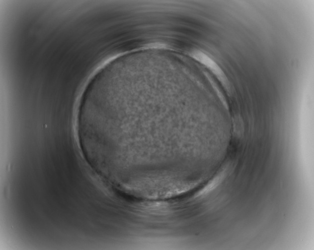 X0000088401043200706051132