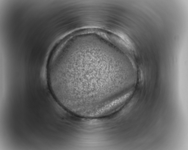 X0000088401072200706051131