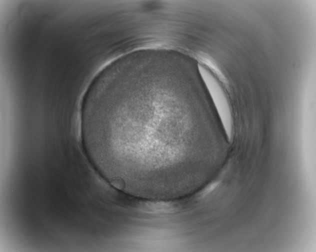 X0000088401079200706051131