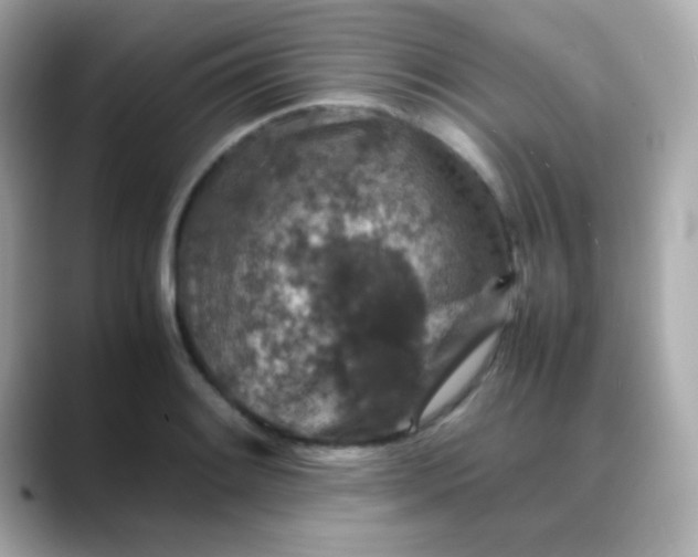 X0000088401084200706051131