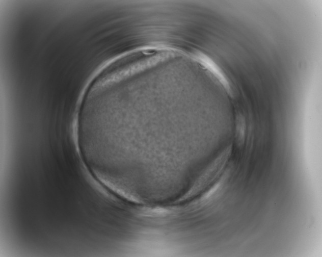 X0000088401100200706051131