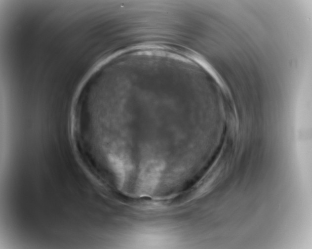 X0000088401101200706051131