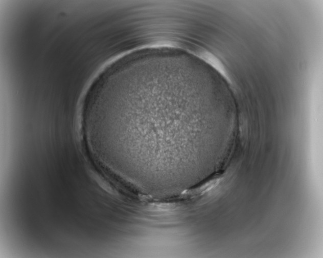 X0000088401116200706051131