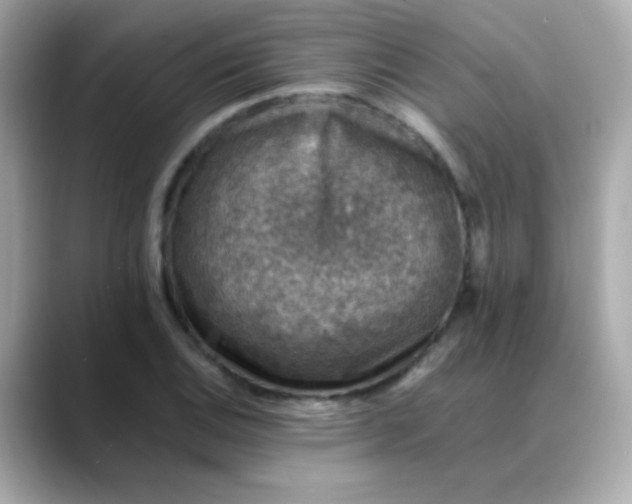 X0000088401124200706051131