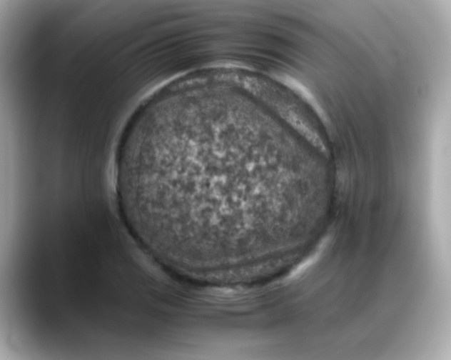 X0000088401125200706051131