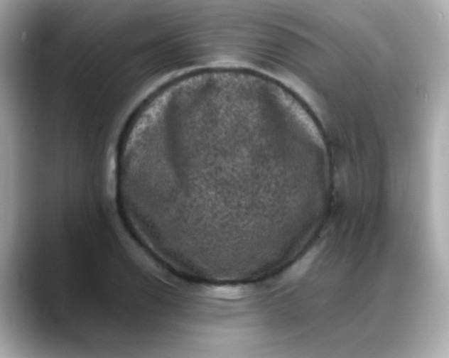 X0000088401126200706051131