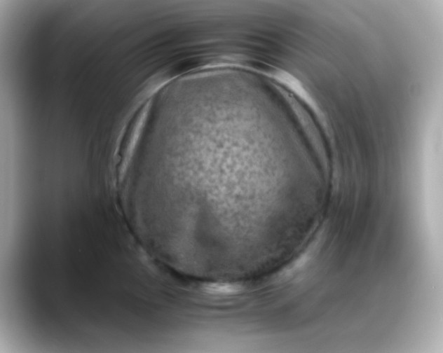 X0000088401145200706051131