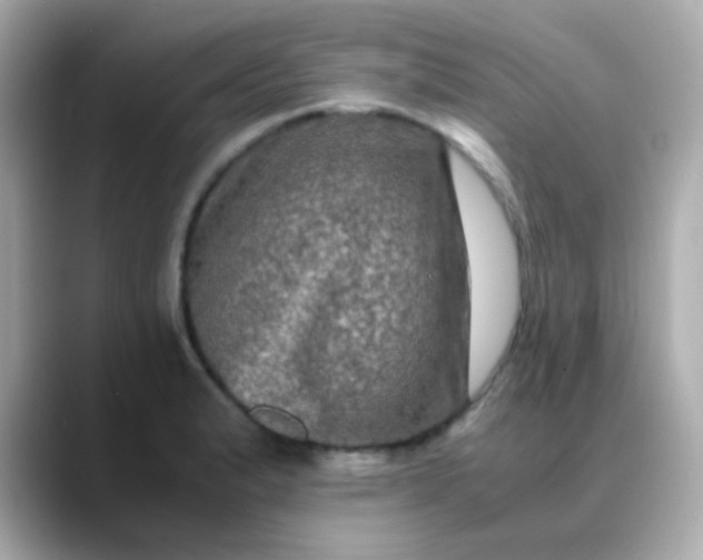 X0000088401183200706051130