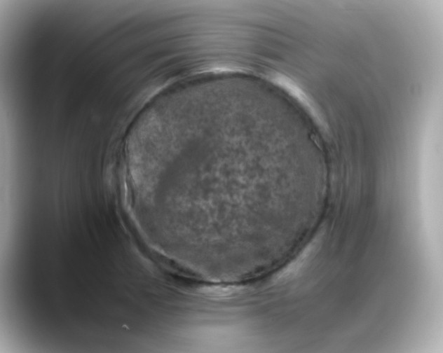 X0000088401185200706051130