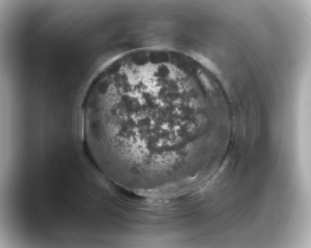 X0000088401223200706051130