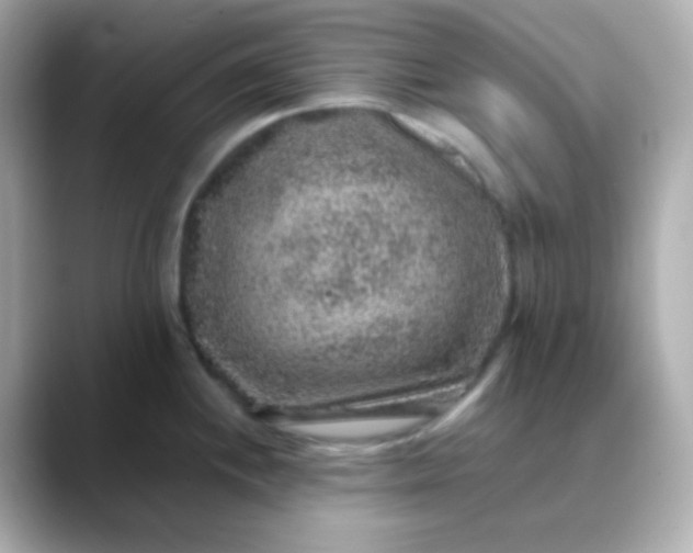 X0000088401244200706051130