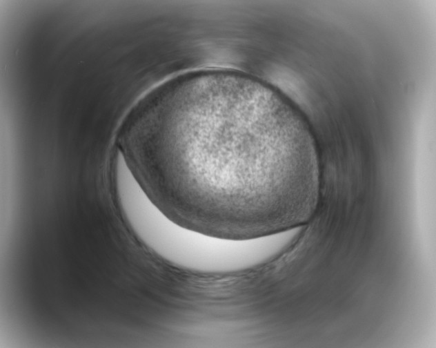 X0000088401268200706051129