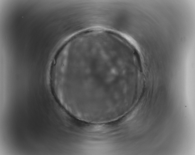 X0000088401279200706051129