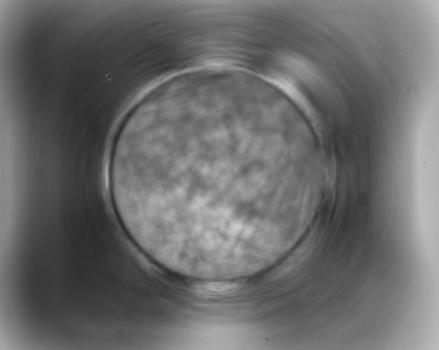 X0000088401294200706051129