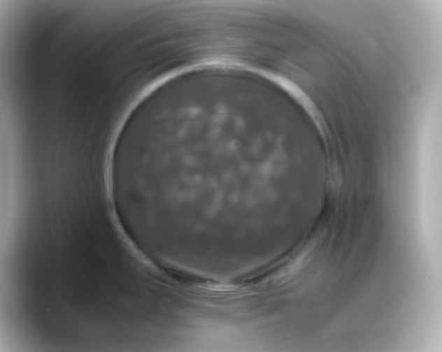 X0000088401295200706051129