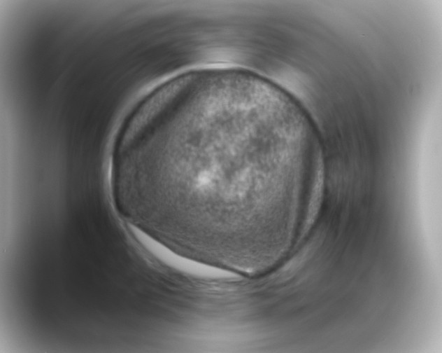 X0000088401472200706051127