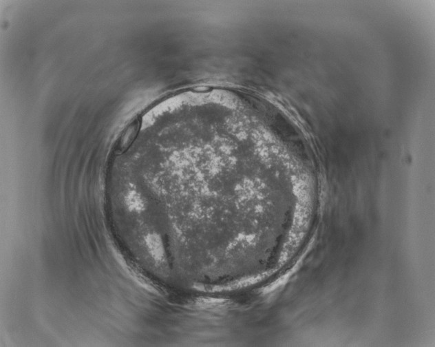 X0000088400055200706121245