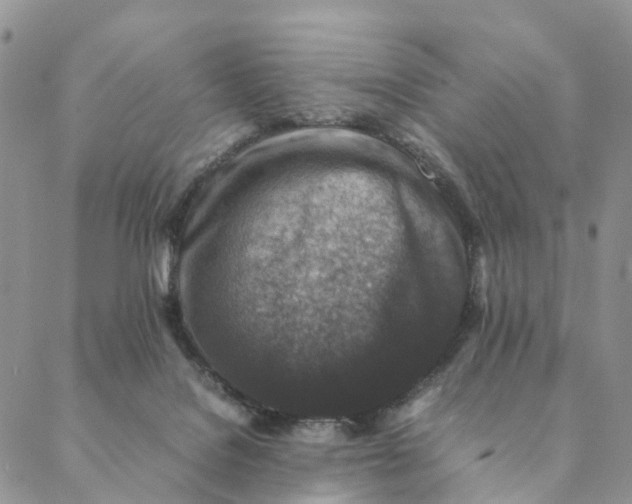 X0000088400076200706121245