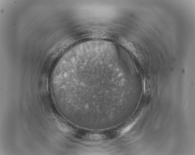 X0000088400205200706121243