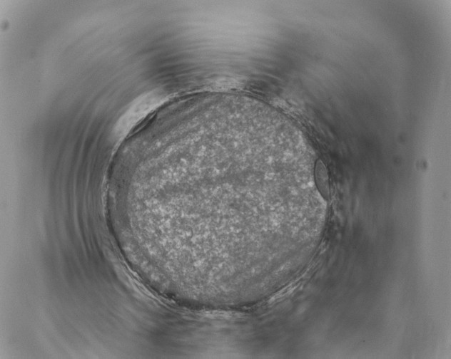 X0000088400242200706121242