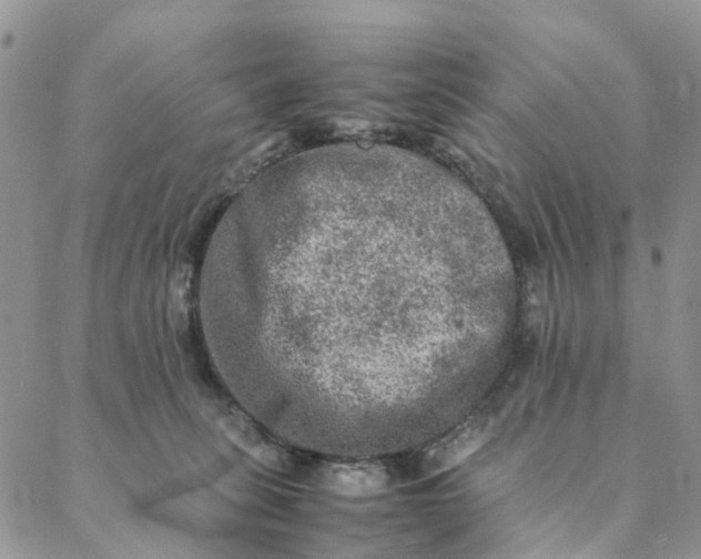 X0000088400275200706121242