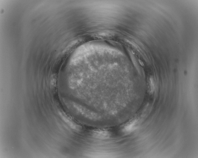 X0000088400284200706121242