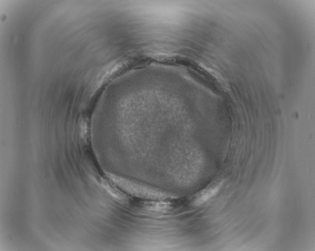 X0000088400288200706121243