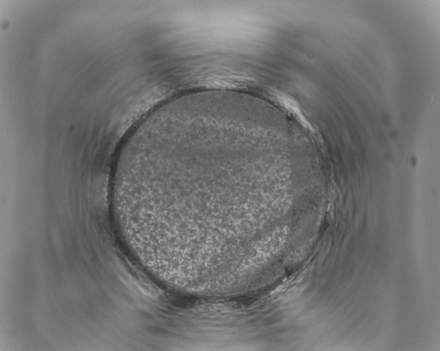 X0000088400299200706121242