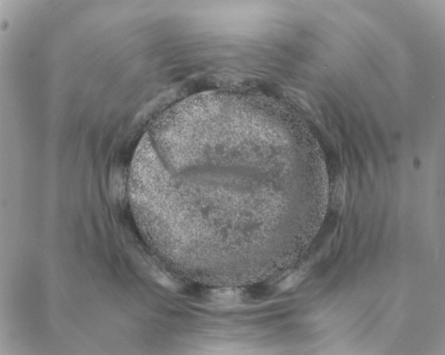 X0000088400335200706121241