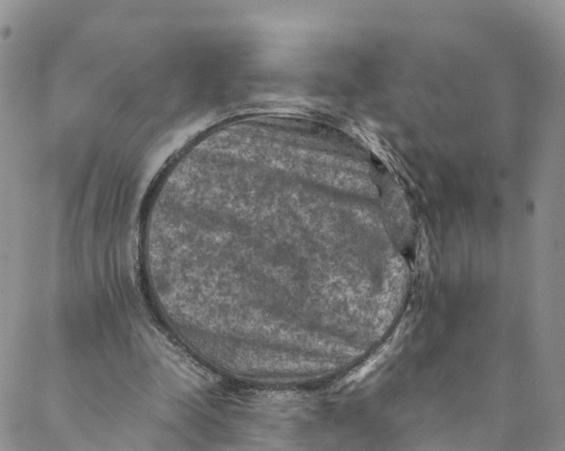 X0000088400342200706121240