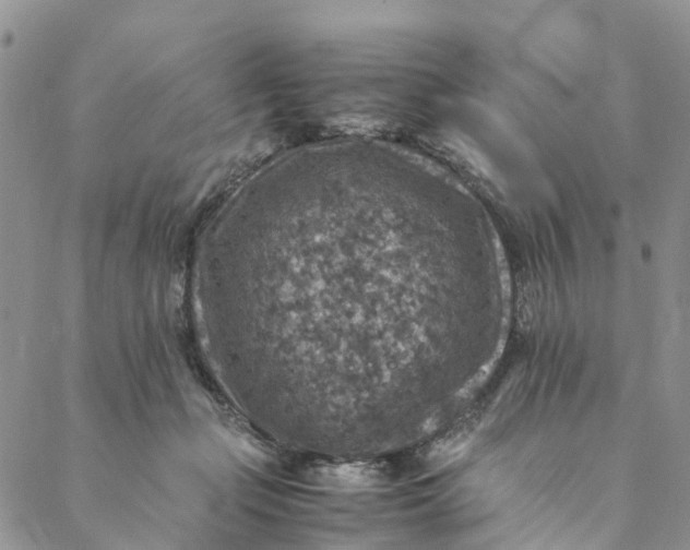 X0000088400365200706121241