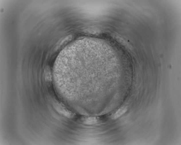 X0000088400384200706121241