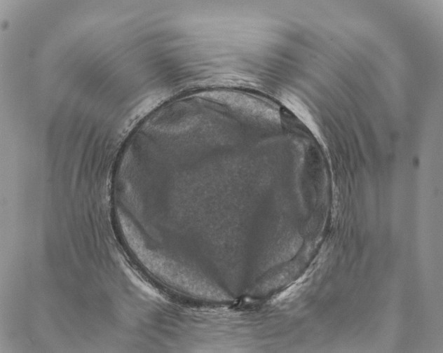 X0000088400389200706121240