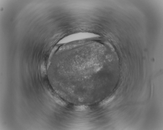 X0000088400432200706121239